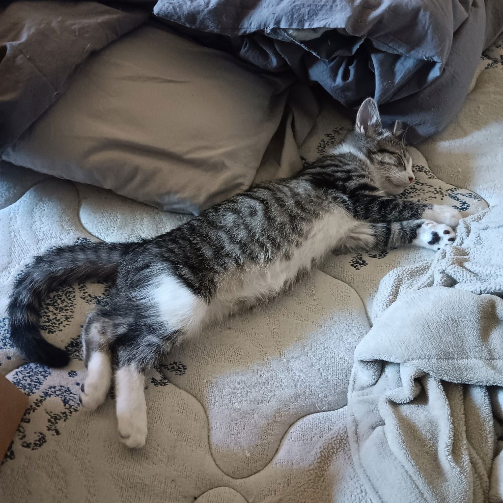 adoptable Cat in SLC, UT named Bandit