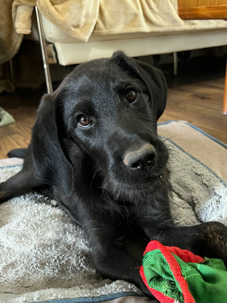 adoptable Dog in SLC, UT named Duck