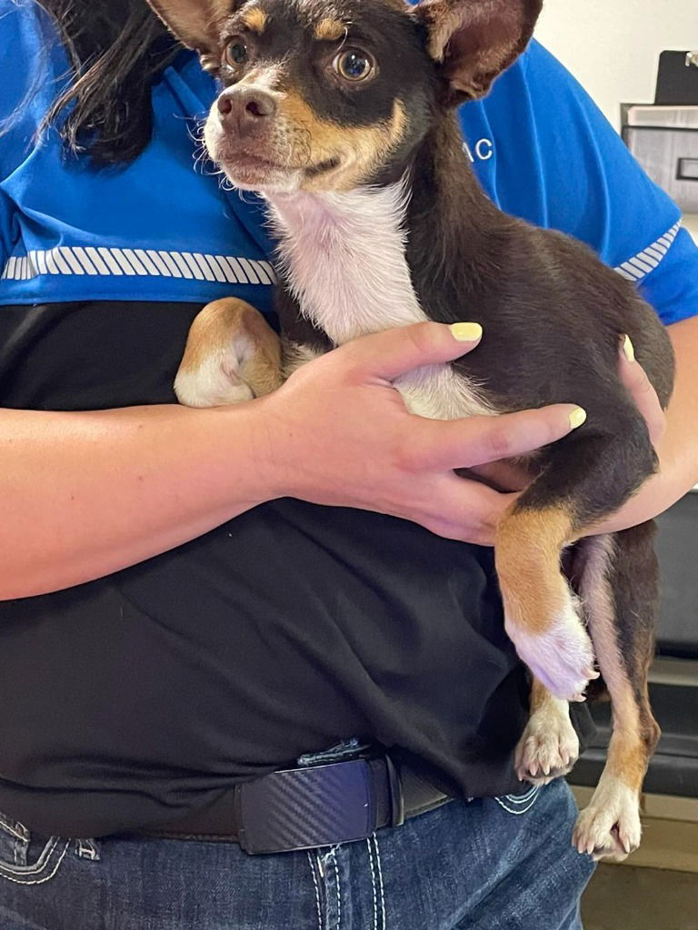 adoptable Dog in SLC, UT named Diego