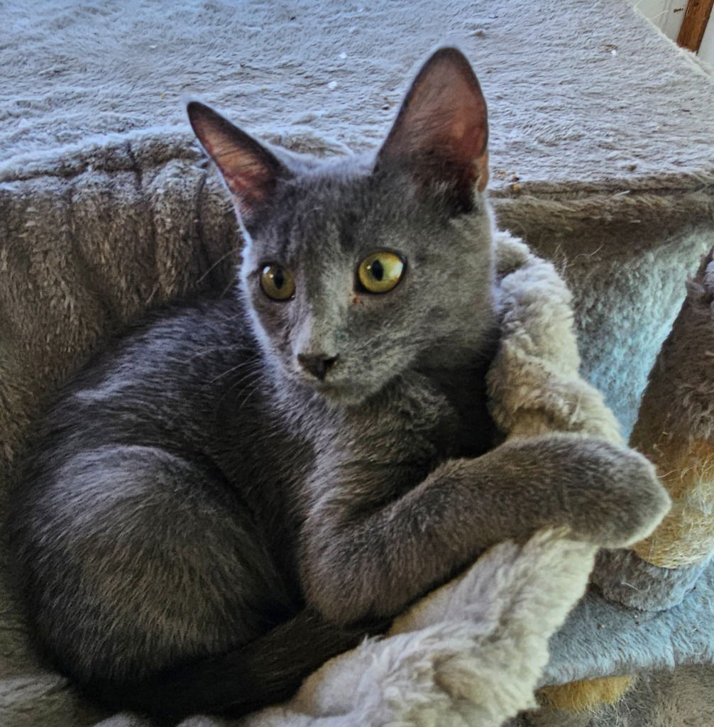 adoptable Cat in SLC, UT named Todd