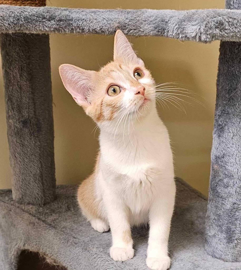 adoptable Cat in SLC, UT named Pineapple