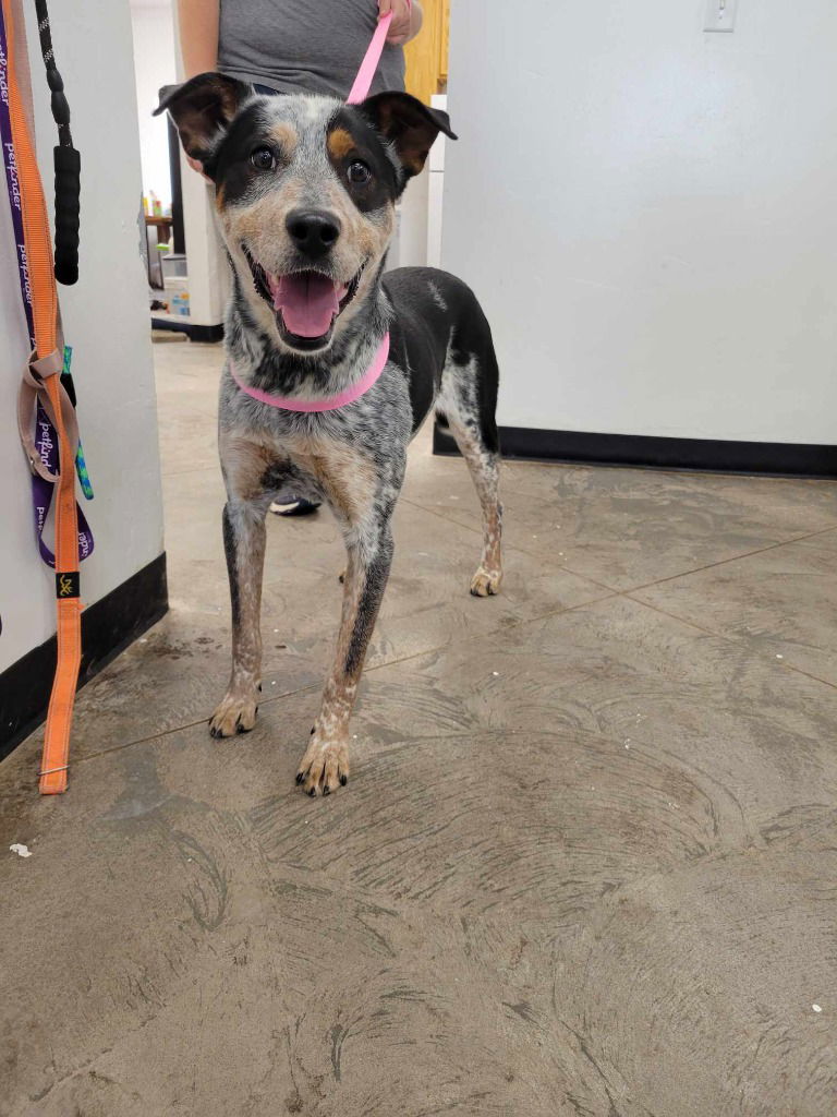 adoptable Dog in SLC, UT named Striker Boy