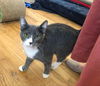 adoptable Cat in , UT named Aiden