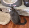 adoptable Cat in slc, UT named Aiden