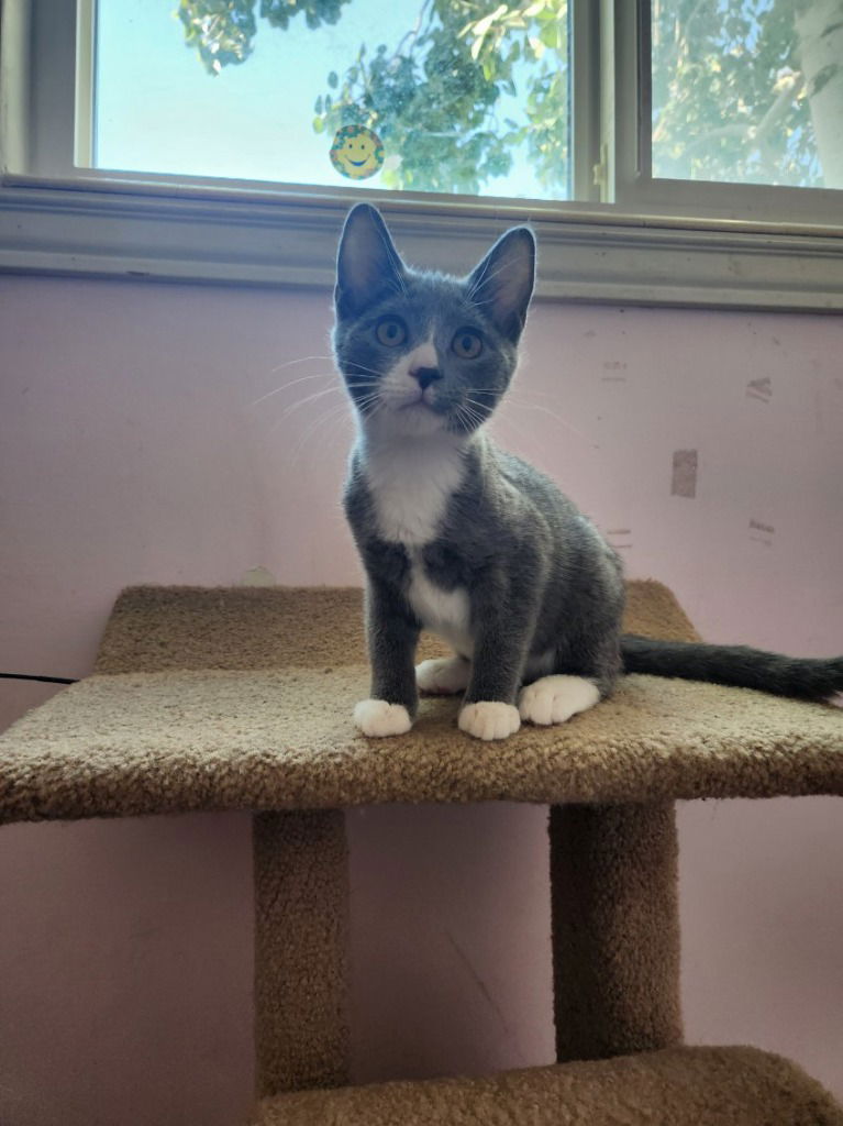 adoptable Cat in SLC, UT named Aiden