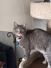 adoptable Cat in SLC, UT named Launi