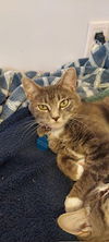 adoptable Cat in , UT named Launi