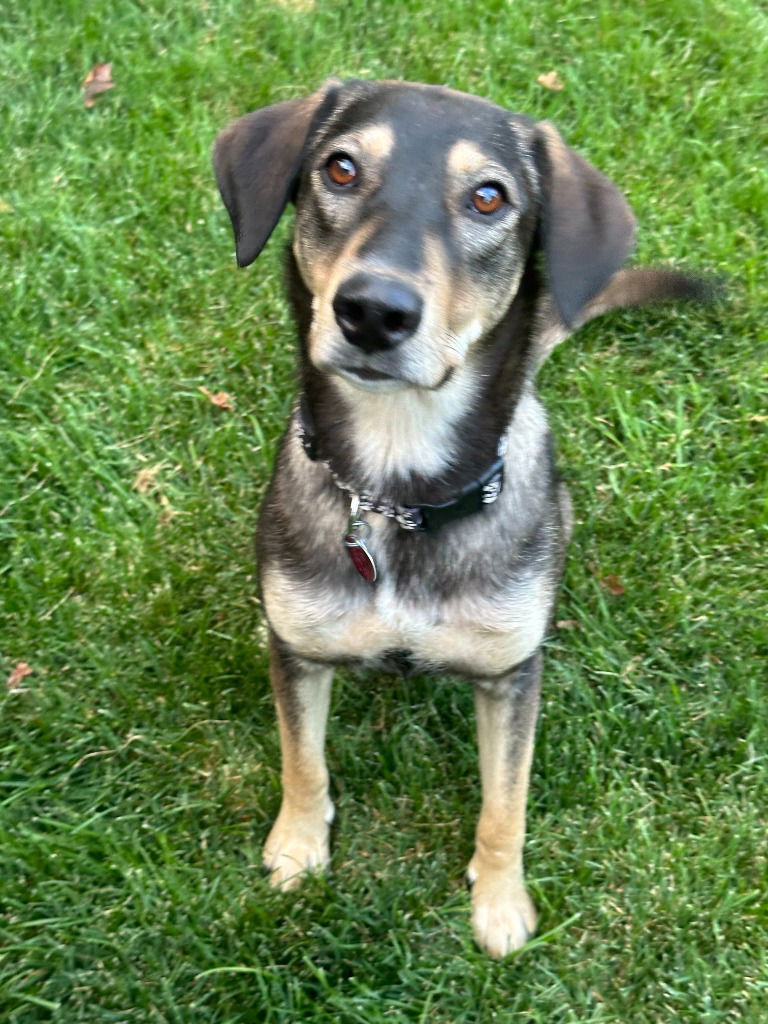 adoptable Dog in SLC, UT named Abby