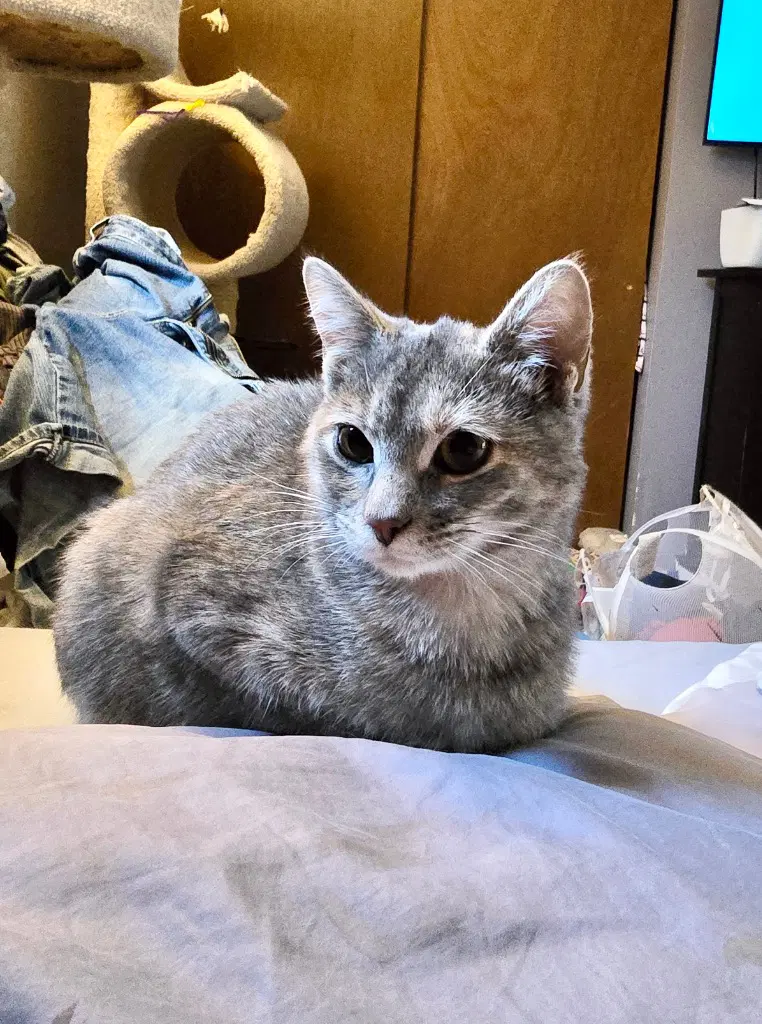 Ciri - Domestic Short Hair