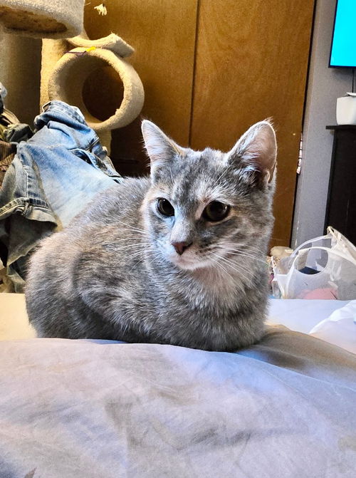 picture of the cat needing adoption