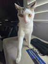 Kiwee - Photo 2