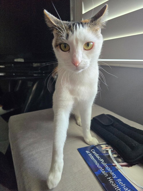 KIWEE - Domestic Short Hair available for adoption