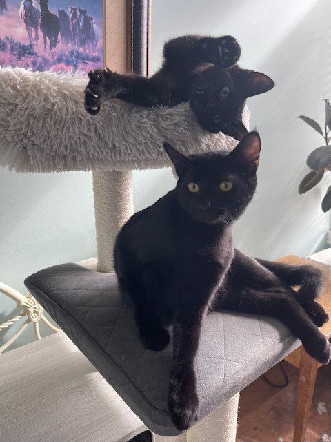 BENNY - Domestic Short Hair available for adoption