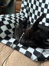 Benny - Photo 2