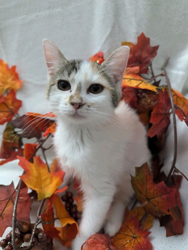 adoptable Cat in SLC, UT named Dottie