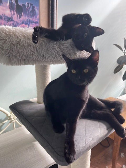 picture of the cat needing adoption