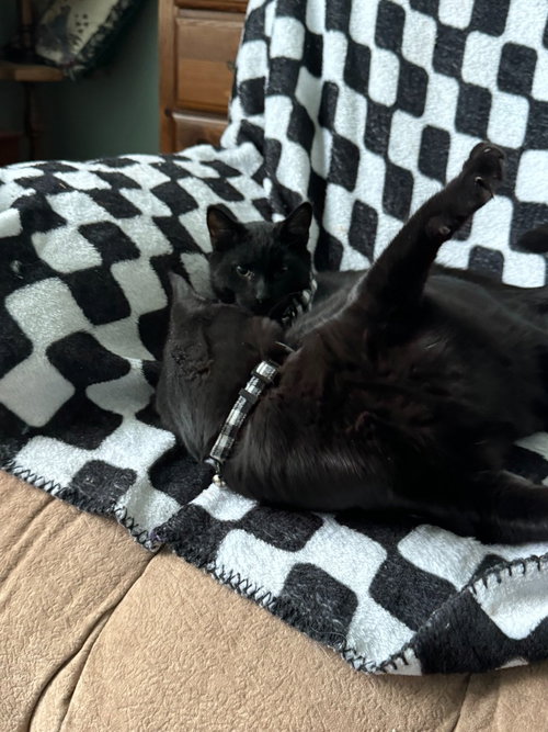 JOEY - Domestic Short Hair available for adoption