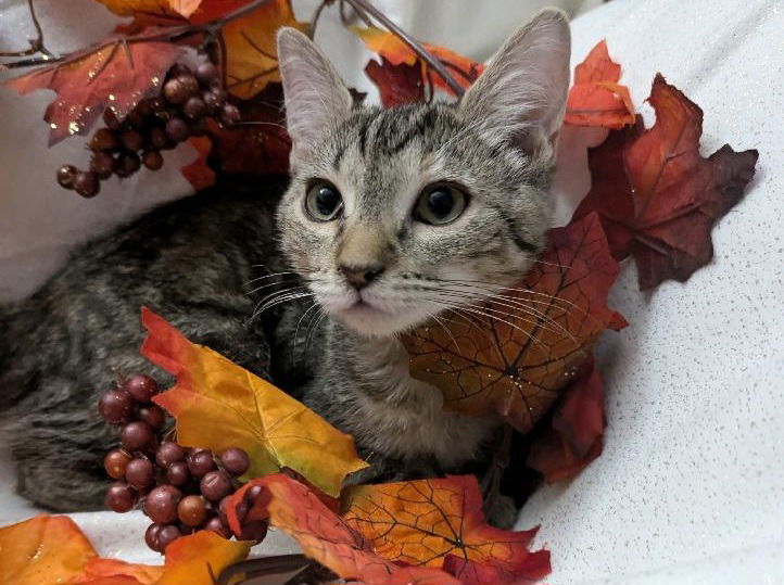 adoptable Cat in SLC, UT named Marble