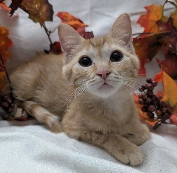 adoptable Cat in SLC, UT named Shrimp