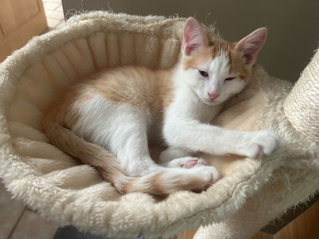 adoptable Cat in SLC, UT named Atreides