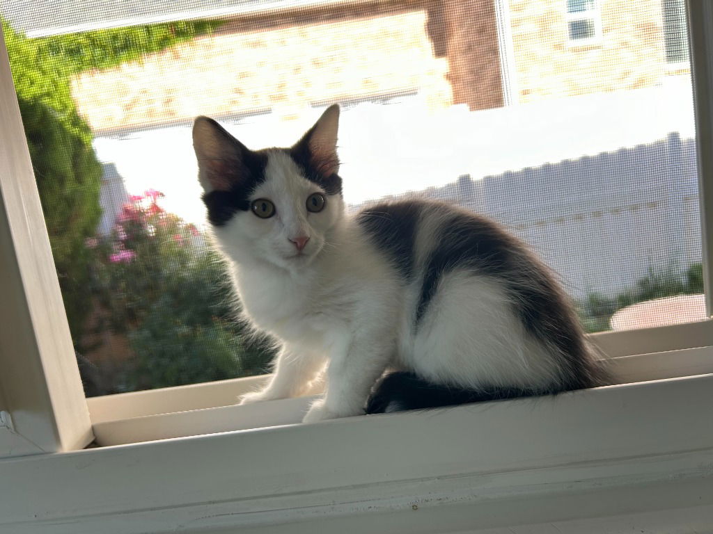 adoptable Cat in SLC, UT named Ciri