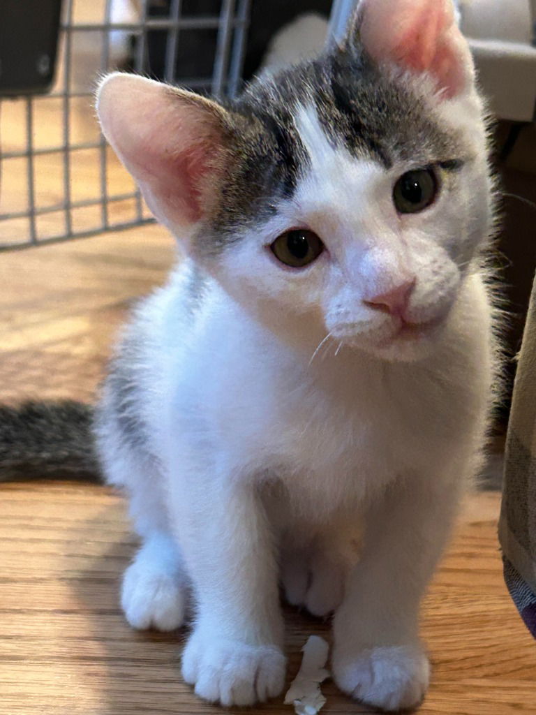 adoptable Cat in SLC, UT named Tidus