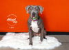 adoptable Dog in SLC, UT named Lali