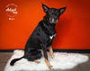 adoptable Dog in  named Mav