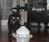 adoptable Cat in , UT named Auggie