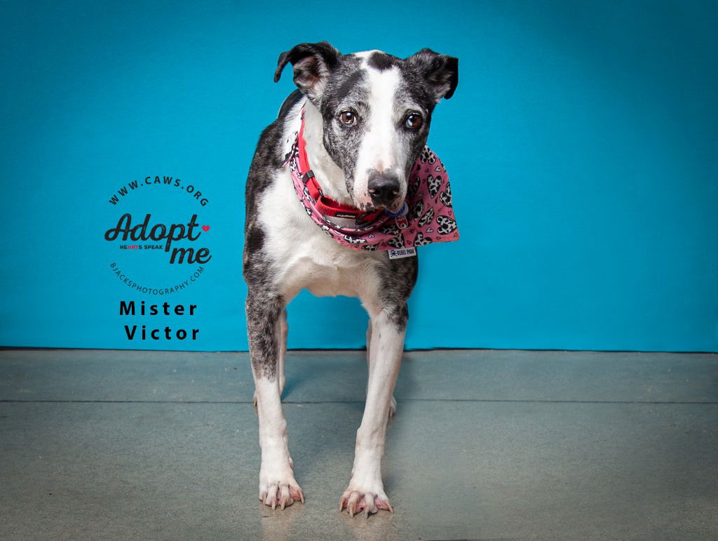 adoptable Dog in SLC, UT named Mister Victor