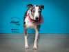 adoptable Dog in SLC, UT named Mister Victor