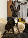 adoptable Dog in slc, UT named Frankie