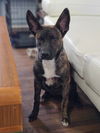 adoptable Dog in  named Frankie