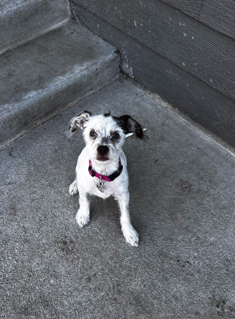 adoptable Dog in SLC, UT named Tilly