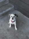 adoptable Dog in  named Tilly