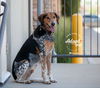 adoptable Dog in  named Mikey