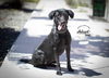 adoptable Dog in  named Lilly