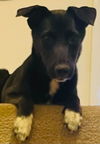 adoptable Dog in slc, UT named Sushi