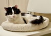 adoptable Cat in slc, UT named Doodle