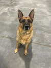 Gracie - Photo 2