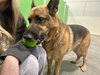 Gracie - Photo 3