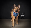 Gracie - Photo 1