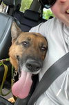 Gracie - Photo 4