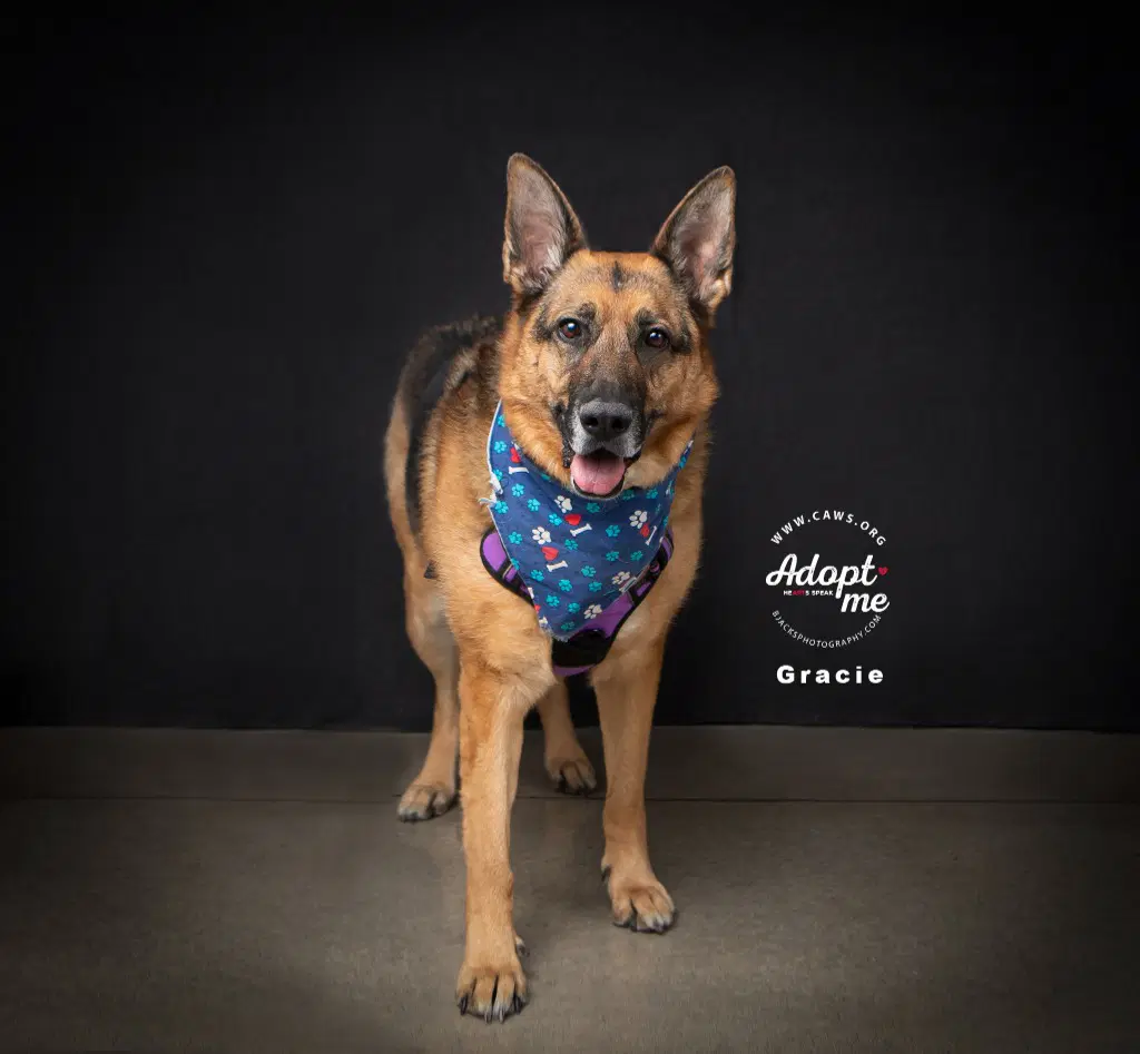Gracie image 2