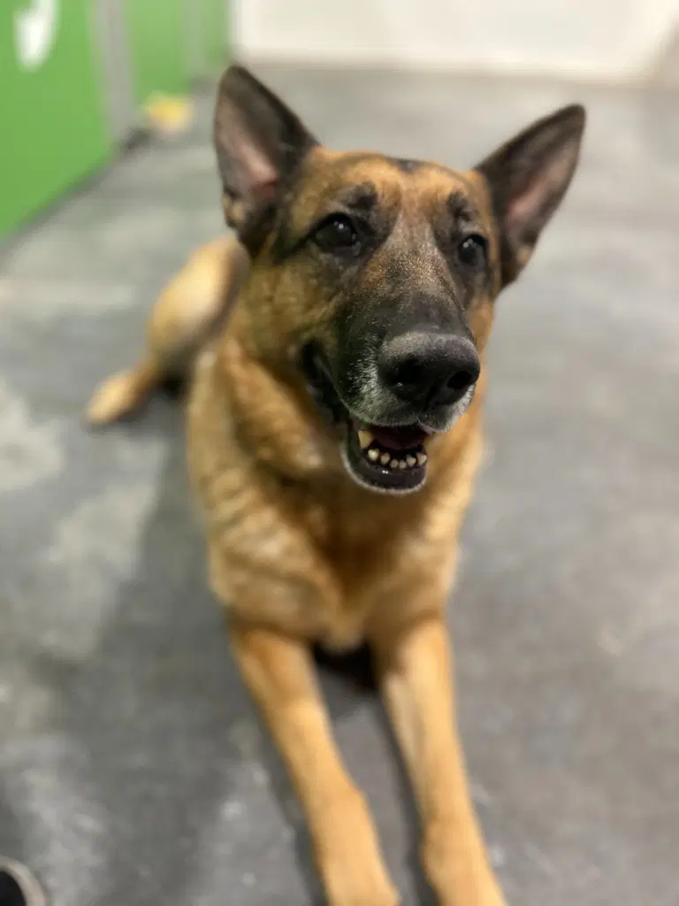 Gracie image 4