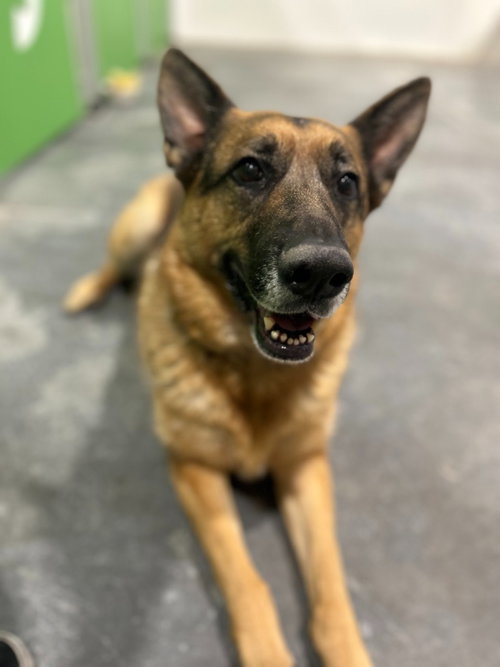 Gracie, photo 4