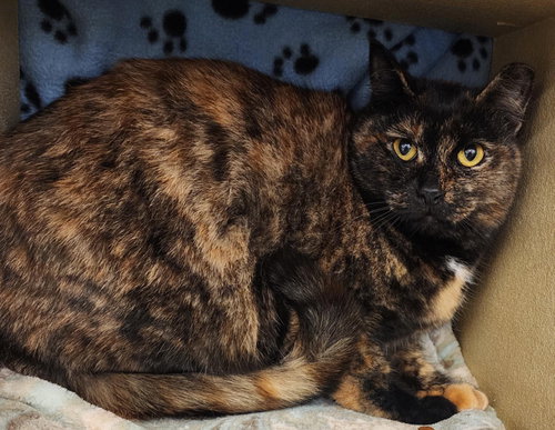 picture of the cat needing adoption
