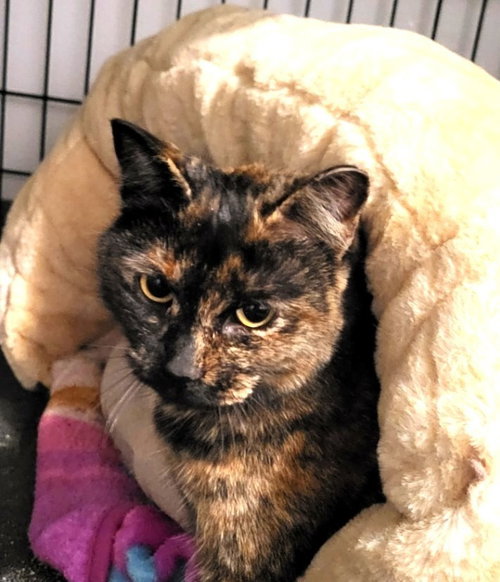 TORTELLINI - Domestic Short Hair available for adoption