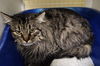 adoptable Cat in  named Grizz