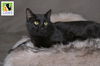 adoptable Cat in slc, UT named Scooby